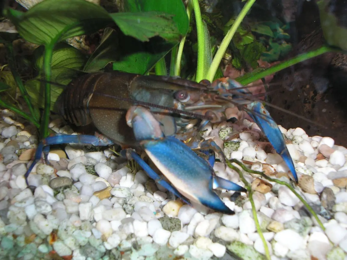 Blau gefärbter Süßwasserkrebs der Gattung Cherax in einem Aquarium