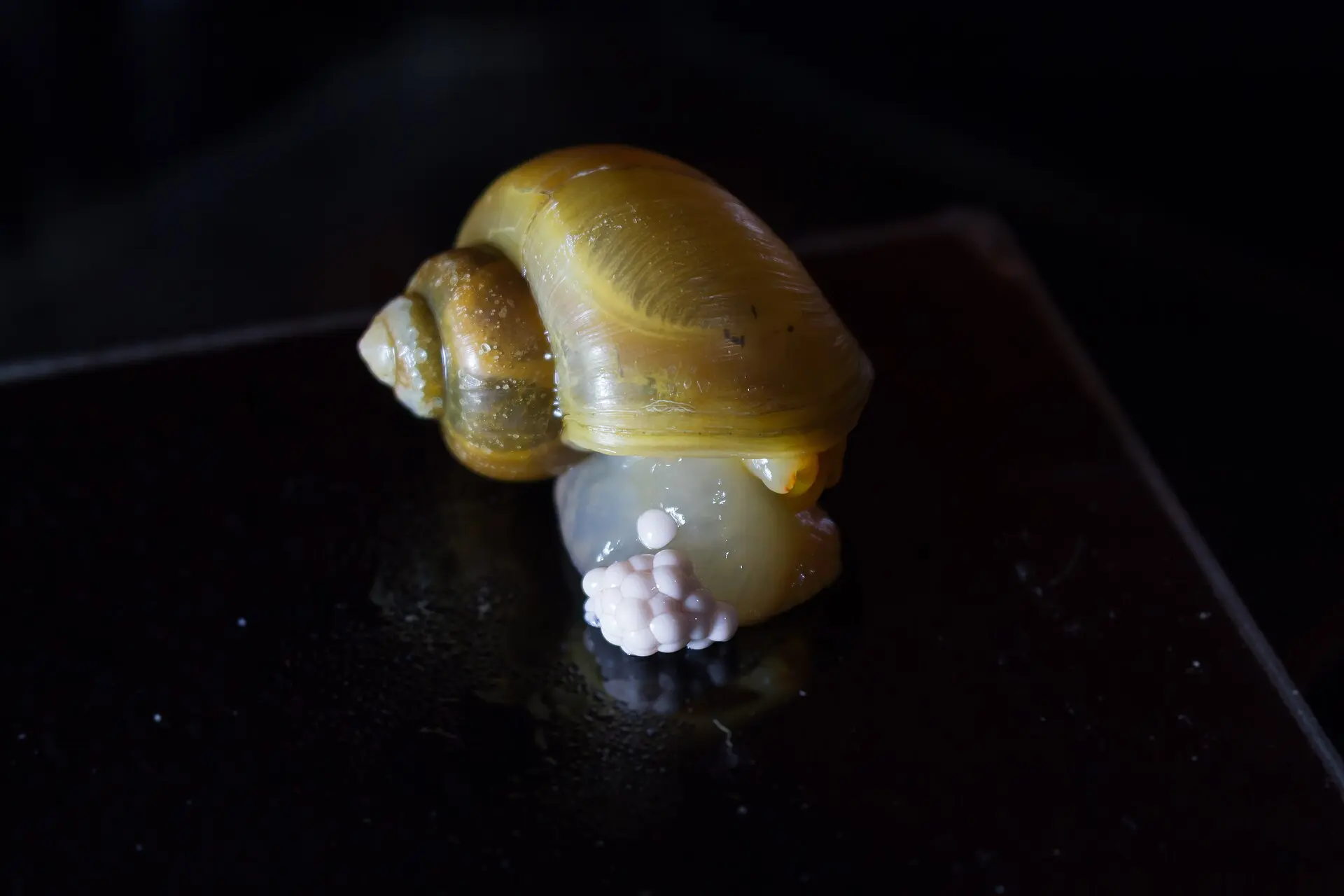 Pomacea diffusa an einer dunklen Fläche bei der Eiablage