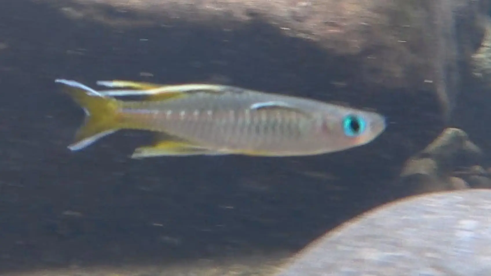Pseudomugil signifer mit blau schimmerndem Auge in Seitenansicht
